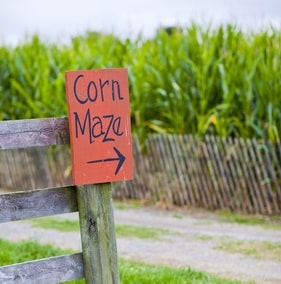 CornMaze Crop 2