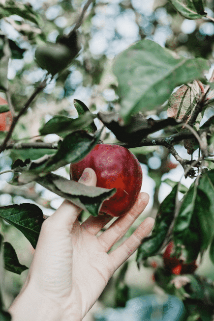 apple rougemont 1 1