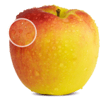 ambrosia